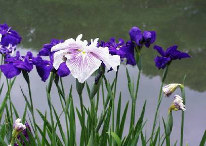 iris