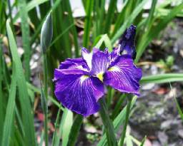 iris