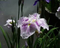 iris