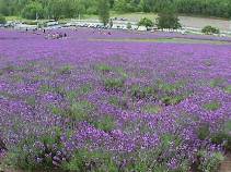 Lavender Farm