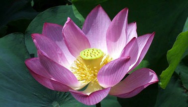 oldlotus