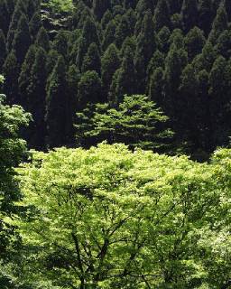 green leaves