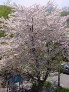cherry1.jpg