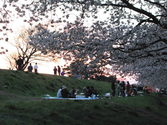 Cherry Blossoms at the bank of Tama River