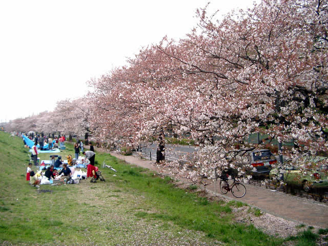 Cherry Blossoms at the bank of Tama River