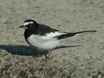 Japanese Pied Wagtail