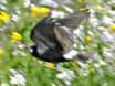 Grey Starling