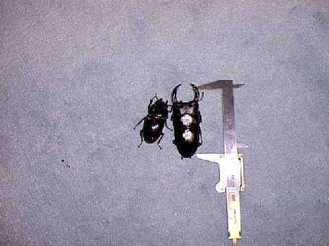 texas7348.jpg (22502 oCg)