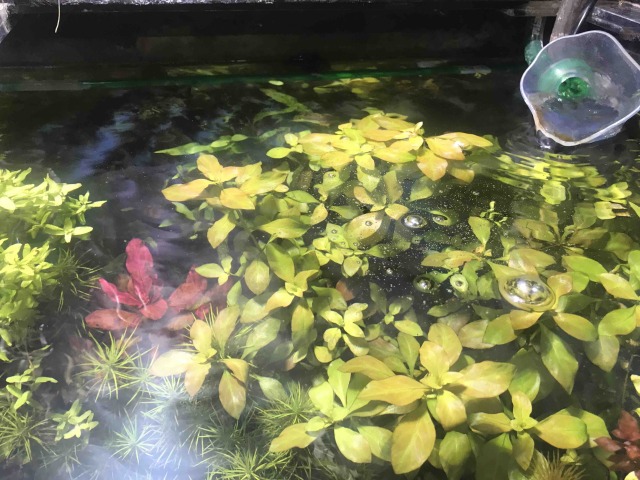 油膜画像