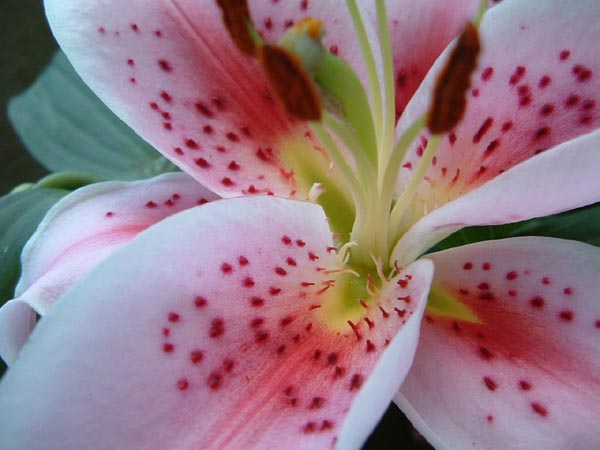 lily