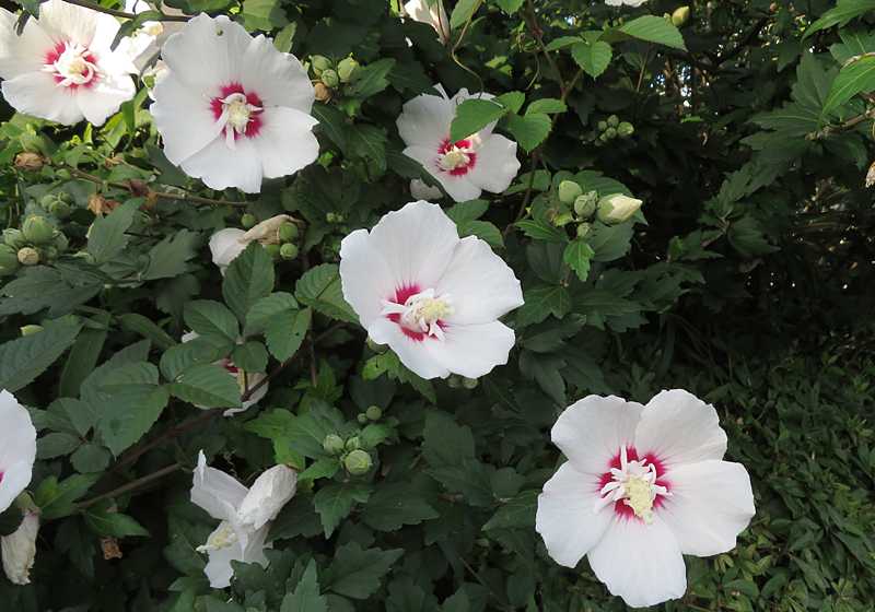 白い槿の花