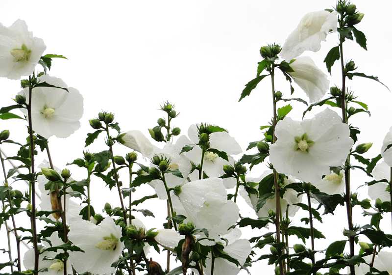 花の芯まで白い槿の花