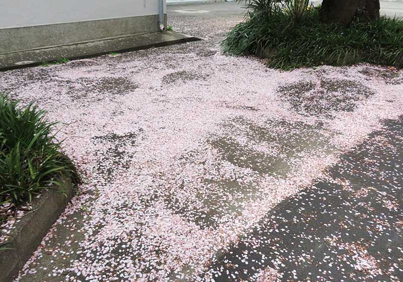 散った桜の花弁