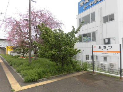 六代目宝井馬琴お手植えの桜(1)