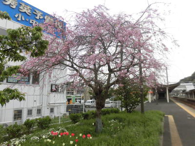 六代目宝井馬琴お手植えの桜(2)