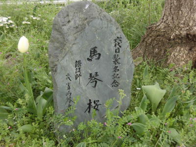 六代目宝井馬琴お手植えの桜(3)