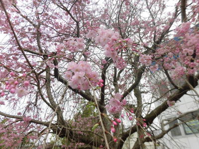六代目宝井馬琴お手植えの桜(4)