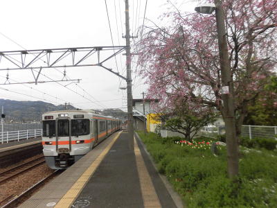 六代目宝井馬琴お手植えの桜(5)