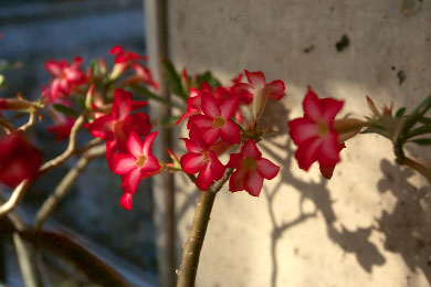 flower3-rdp2.jpg (24661 バイト)