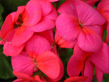 pic6-macro.jpg (24398 バイト)