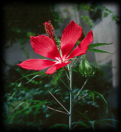 flower-rvp.jpg (32950 バイト)