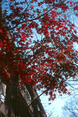 Scan2976.jpg (72791 バイト)