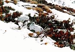 �����v�w�Ɣ�����