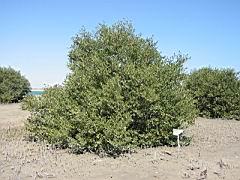 IMG_0626.JPG
