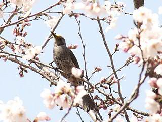 サクラの花に来る鳥