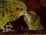 mother kakapo feeding a chick