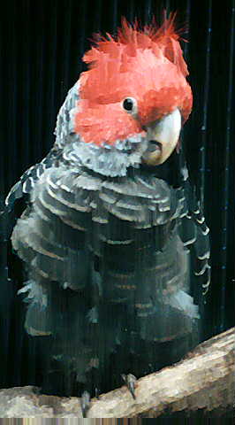 http://www.asahi-net.or.jp/~eq6i-imi/wildbird/australia/ganggang1.jpg