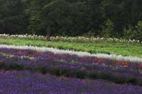 lavender2S.jpg (4314 oCg)