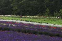 lavender2S.jpg (4314 バイト)