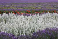 lavender3S.jpg (5723 oCg)
