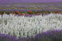 lavender3S.jpg (5723 バイト)