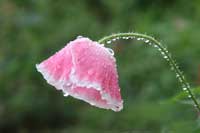 poppyS.jpg (3174 バイト)