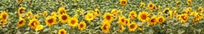 sunflower.jpg (5690 oCg)