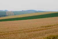 wheatbeatS.jpg (3087 バイト)