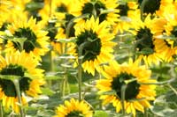 sunflowerS.jpg (8022 oCg)
