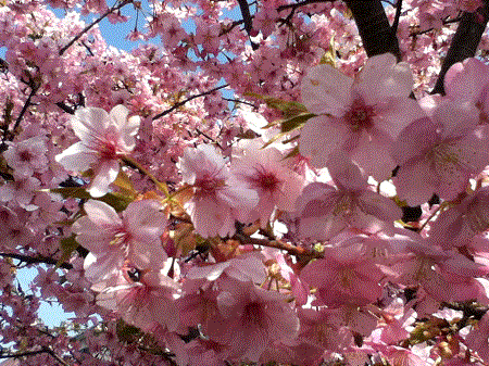 河津桜画像