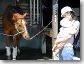 horse