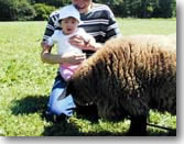 sheep