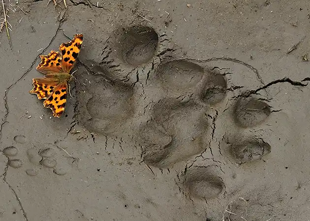 Lynx footprints and Seatateha