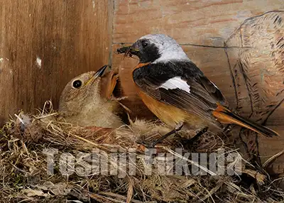 Daurian Redstart to breed in mountain hut