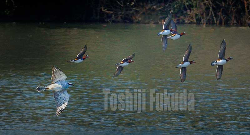 Mandarin Duck