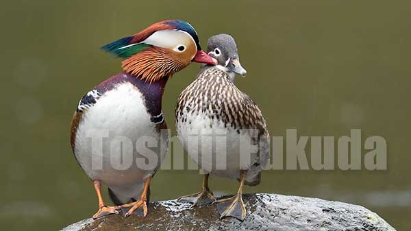 Mandarin Duck