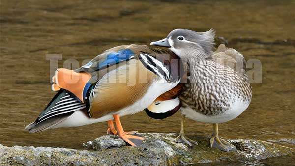 Mandarin Duck