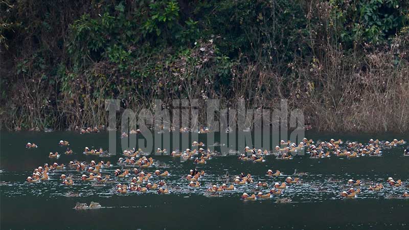 Mandarin Duck