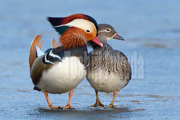 Mandarin Duck