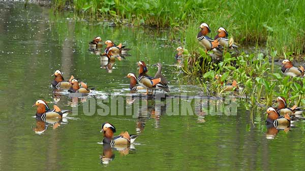 Mandarin Duck